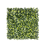 Ficus Fence