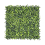 Boxwood With Backing