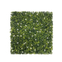 White Boxwood