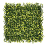 Yellow Buxus