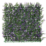 Purple Buxus With Backing